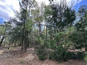 TBD NE 12th Lane Williston FL 32696 OM717917 image1