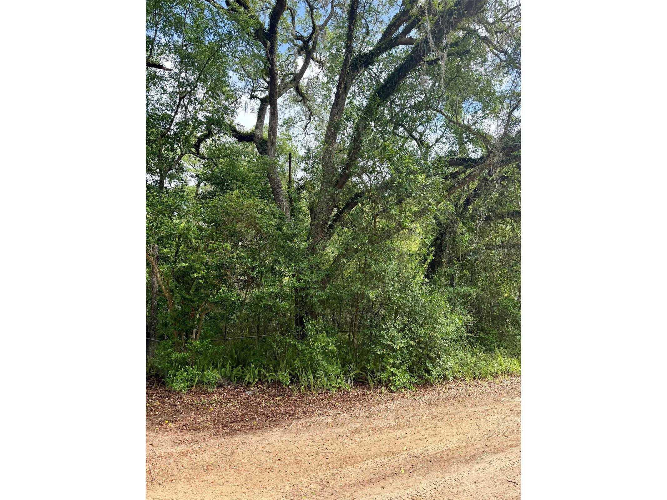 TBD NE 130 Place Salt Springs FL 32134 - LITTLE LAKE KERR OM722348 image2