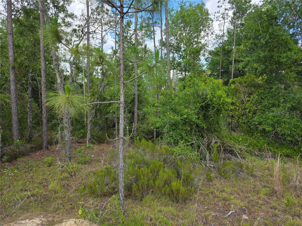 TBD NE 131st Court Williston FL 32696 OM702692 image1