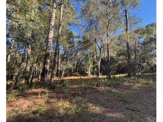 TBD NE 135 Avenue Fort Mc Coy FL 32134 OM718890 image4