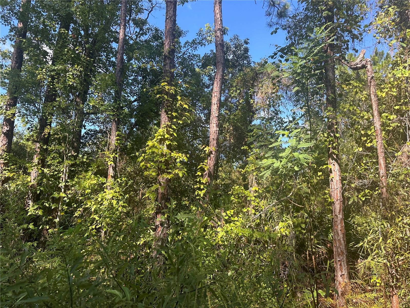 TBD NE 137 Court Fort Mc Coy FL 32134 TB8419954 image1