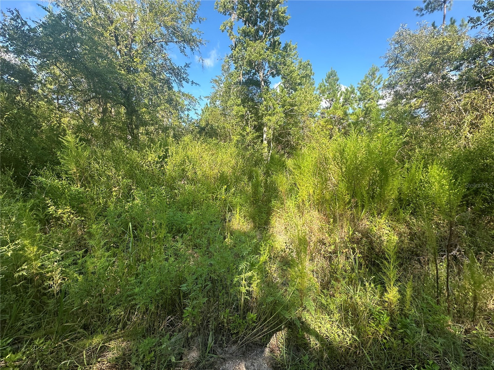 TBD NE 137 Court Fort Mc Coy FL 32134 TB8419954 image8