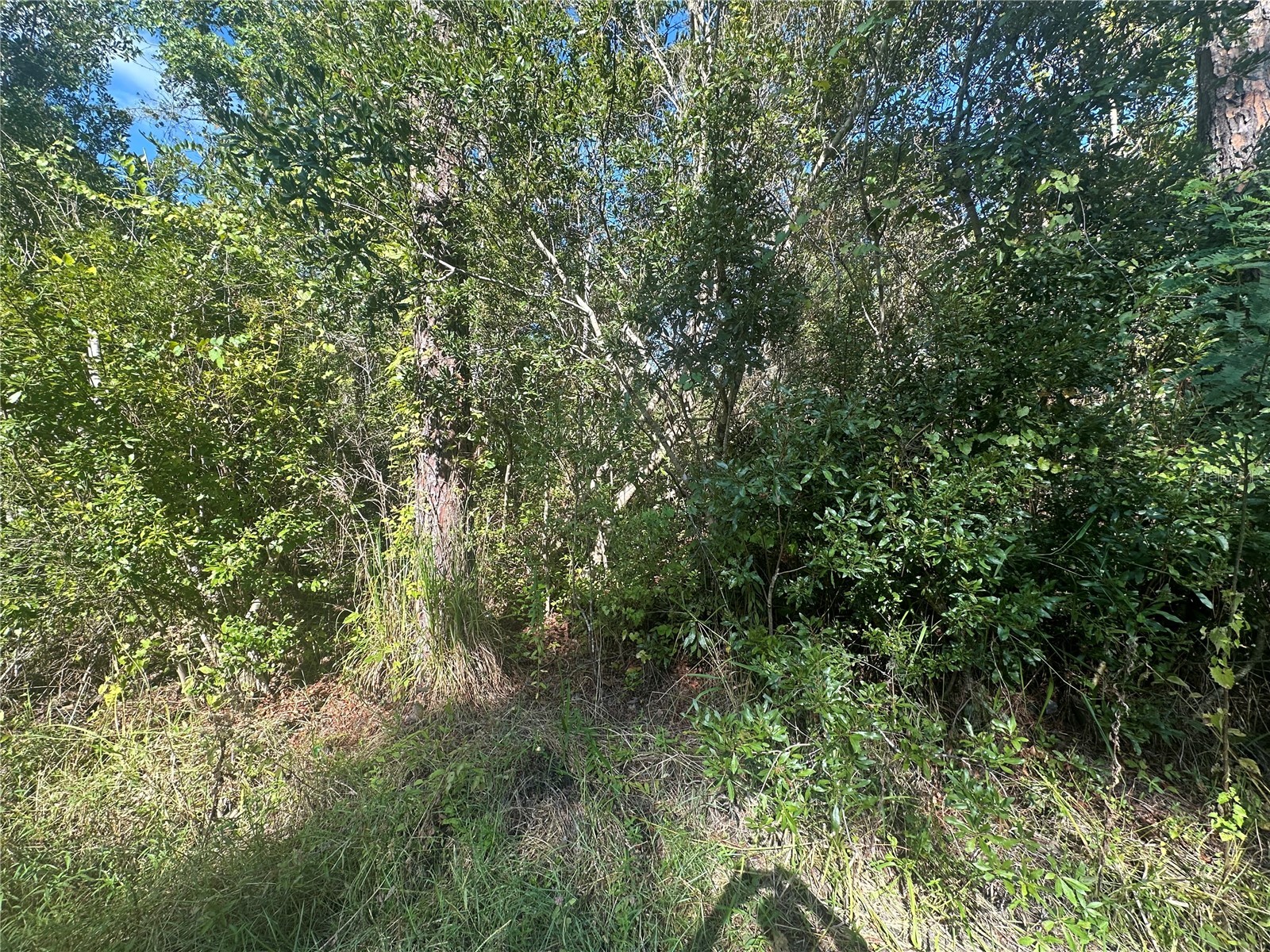 TBD NE 137 Court Fort Mc Coy FL 32134 TB8419954 image9