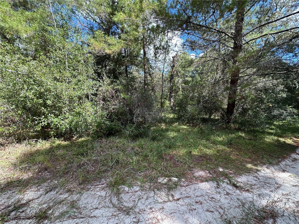 TBD NE 138th Avenue Williston FL 32696 OM711549 image6