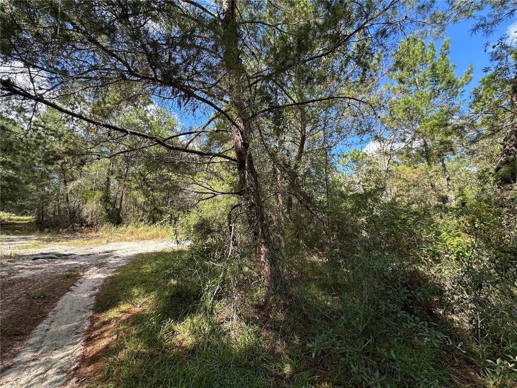 TBD NE 138th Avenue Williston FL 32696 OM711549 image8