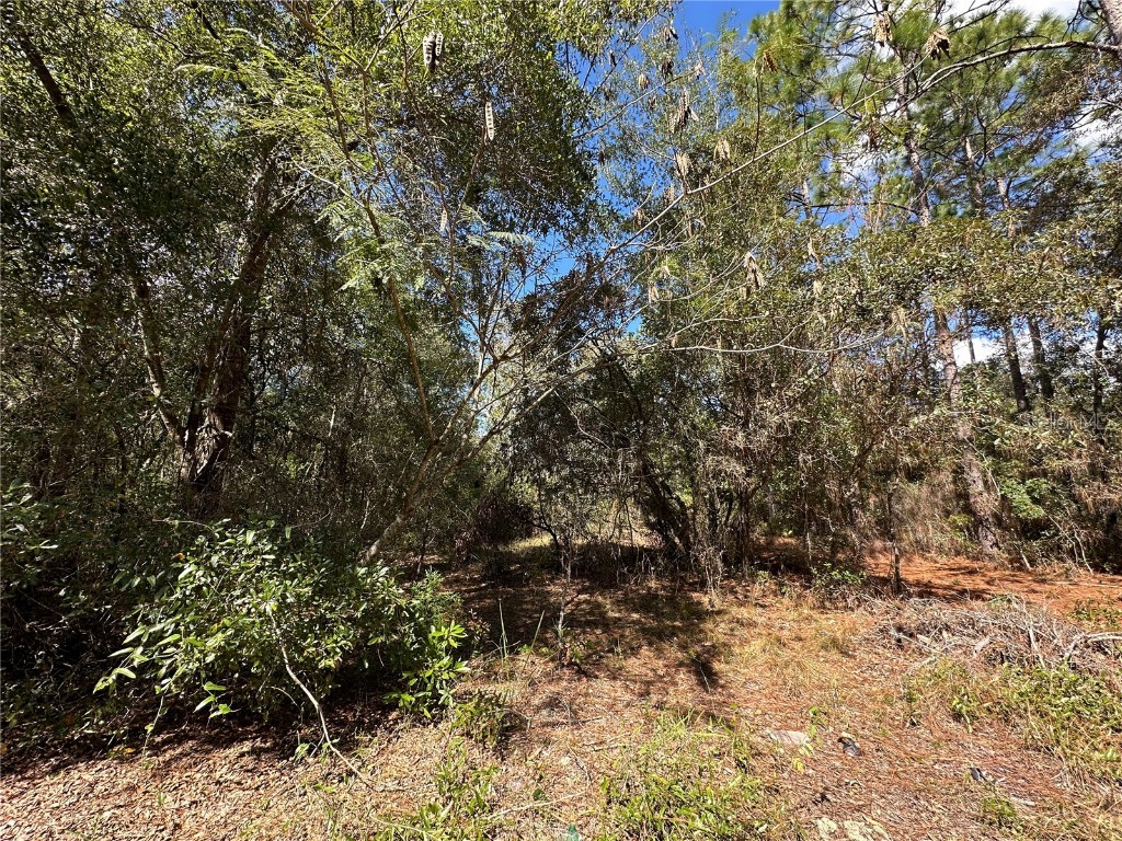 TBD NE 138th Avenue Williston FL 32696 OM711549 image9