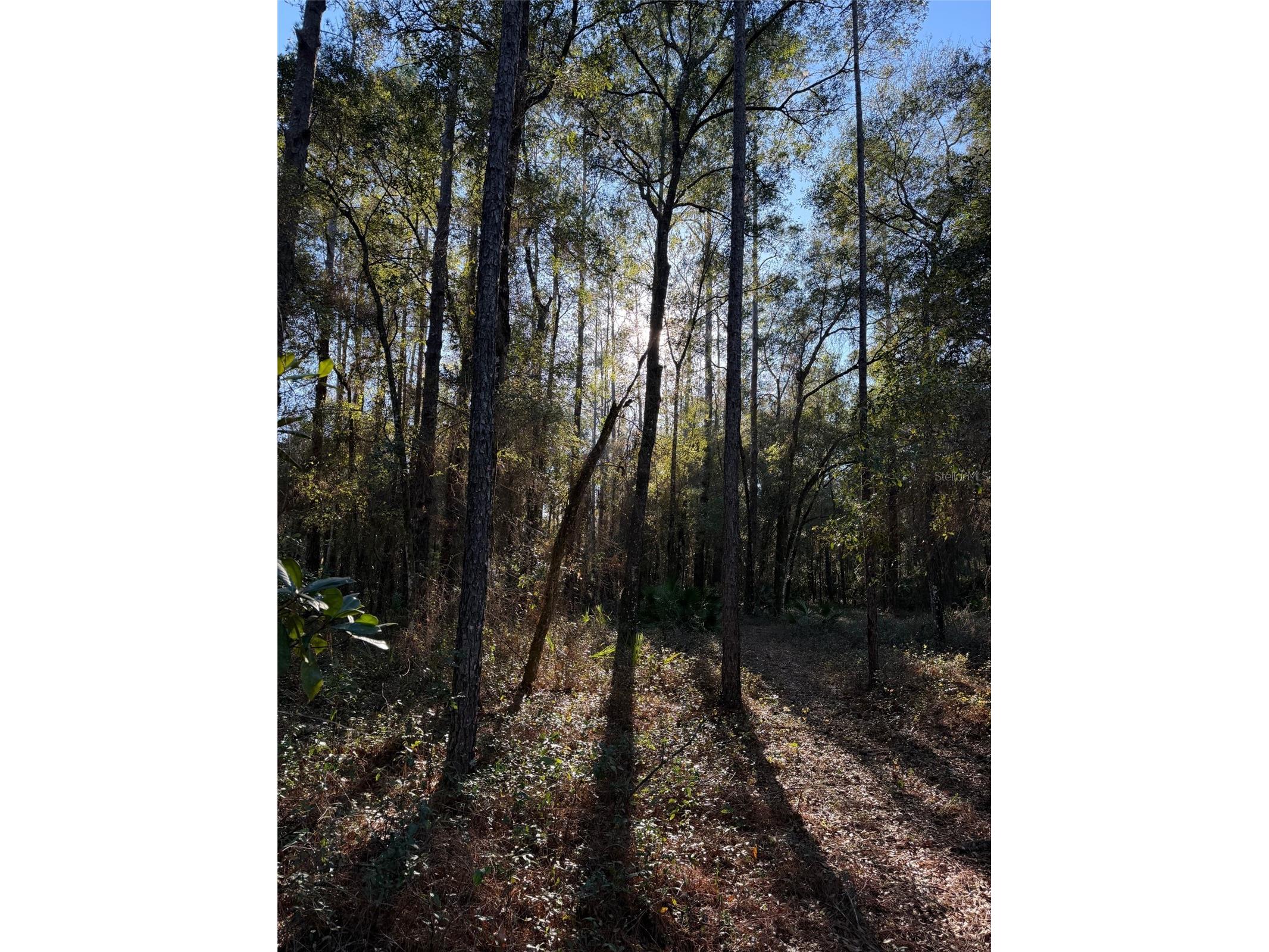 TBD NE 150 Avenue Fort Mc Coy FL 32134 OM719439 image3