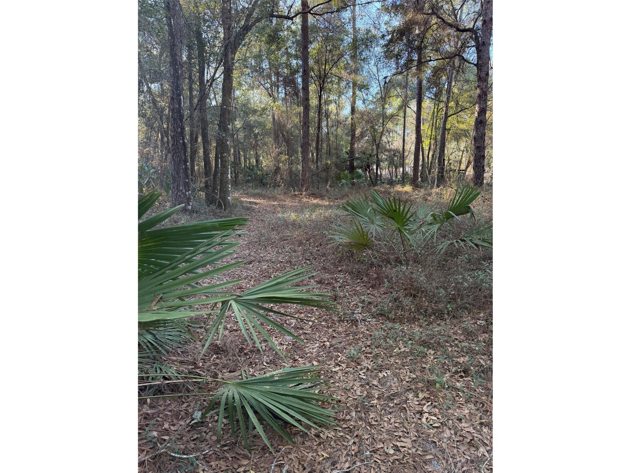 TBD NE 150 Avenue Fort Mc Coy FL 32134 OM719439 image4