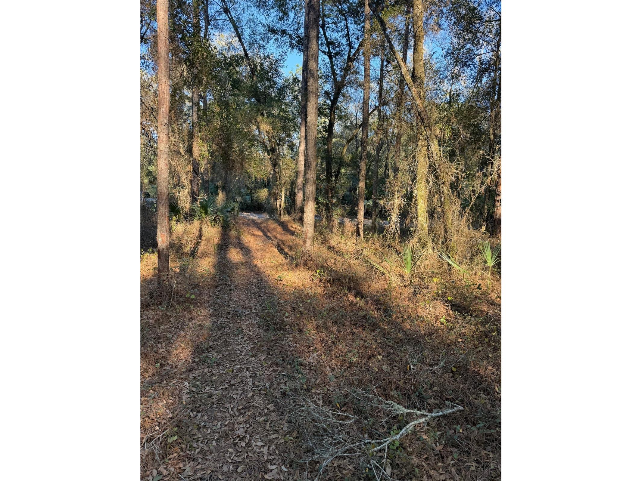 TBD NE 150 Avenue Fort Mc Coy FL 32134 OM719439 image6