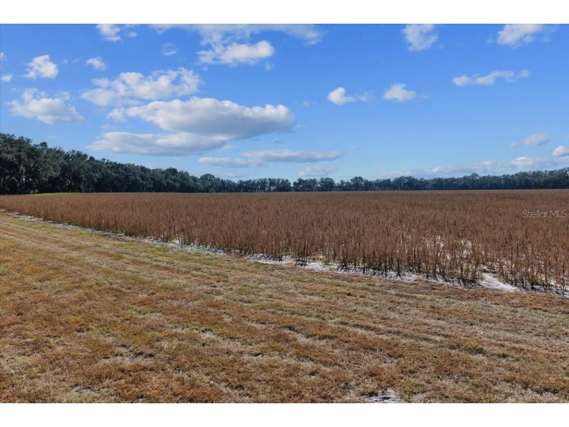 TBD NE 150 Street Trenton FL 32693 OM713886 image5
