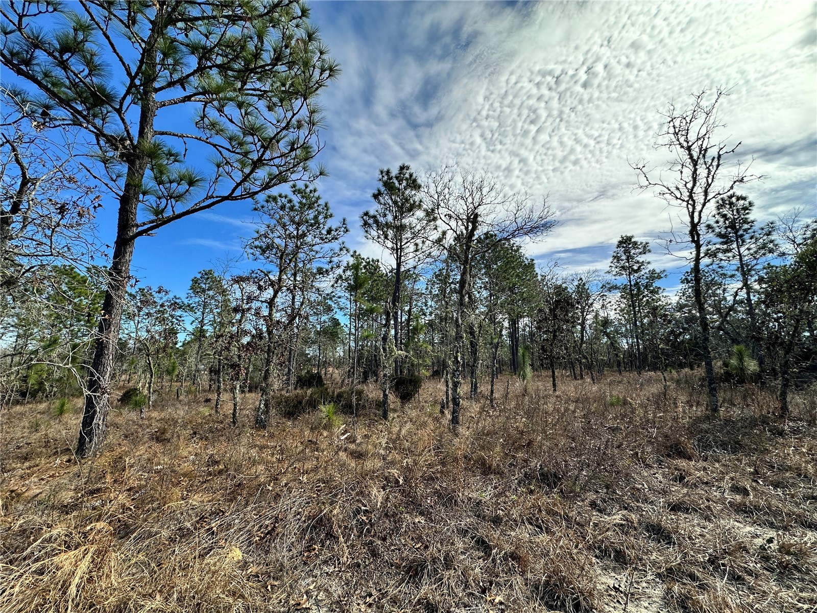 TBD NE 150th Court Williston FL 32696 OM717198 image1
