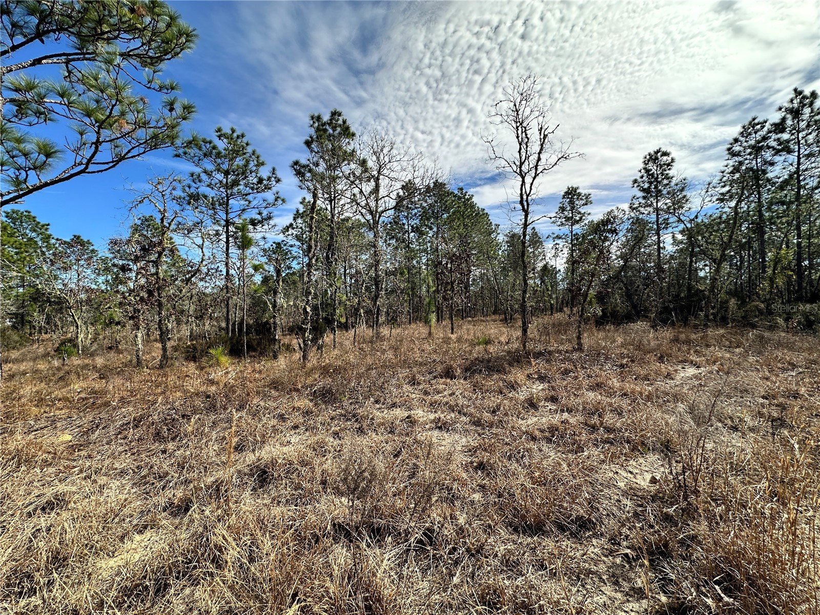 TBD NE 150th Court Williston FL 32696 OM717198 image2