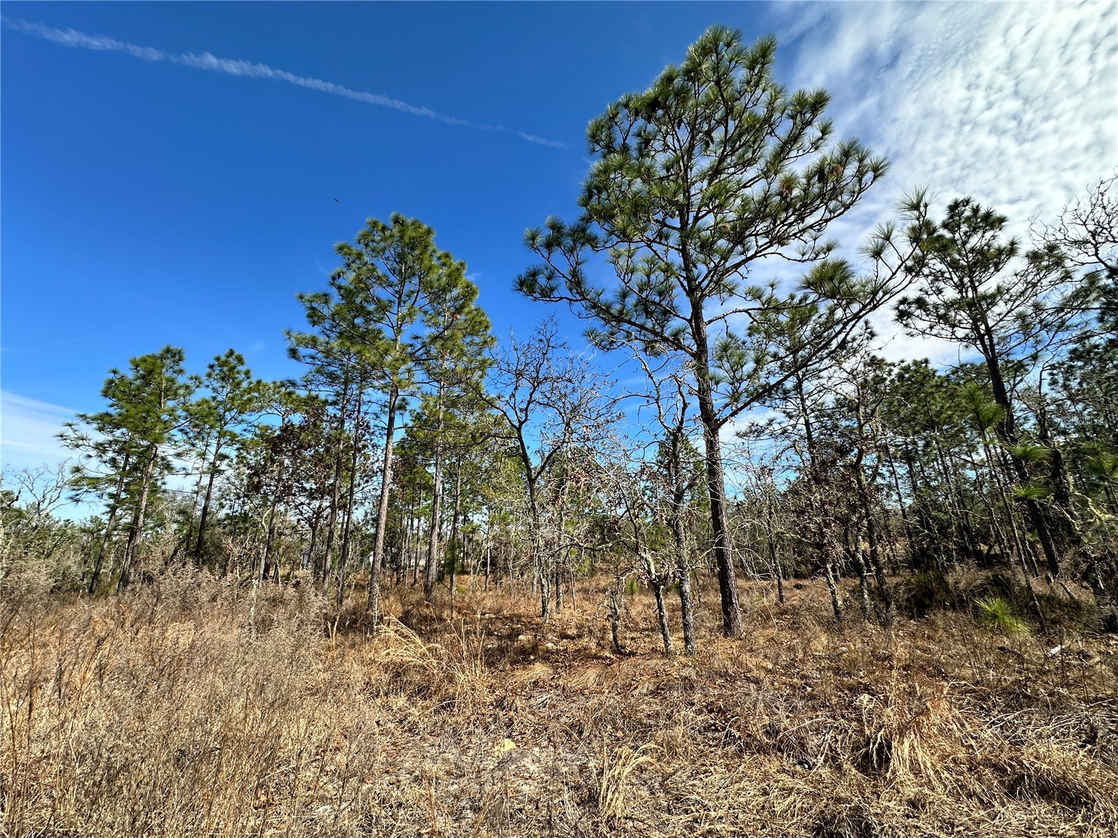 TBD NE 150th Court Williston FL 32696 OM717198 image3