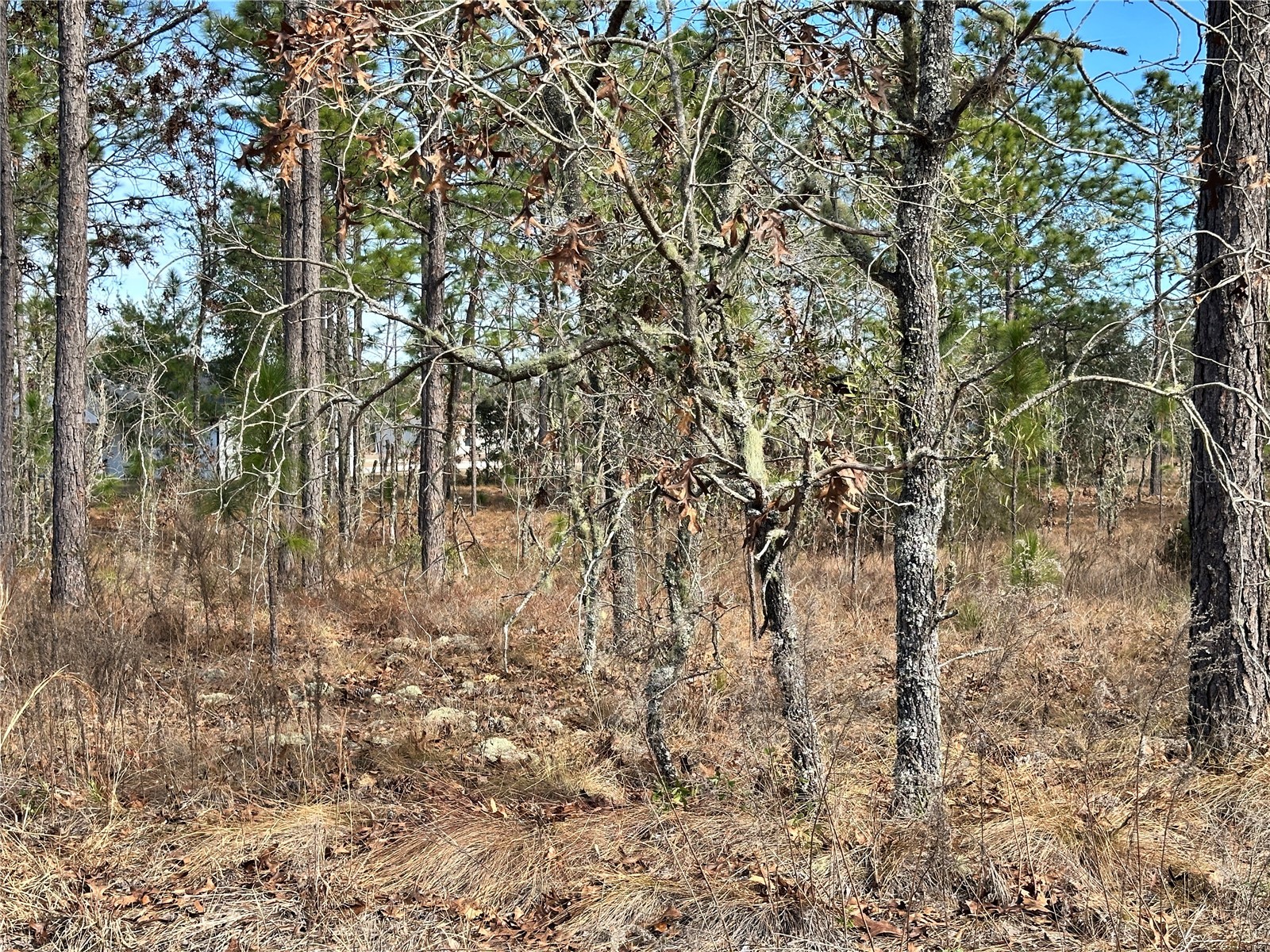 TBD NE 150th Court Williston FL 32696 OM717198 image5