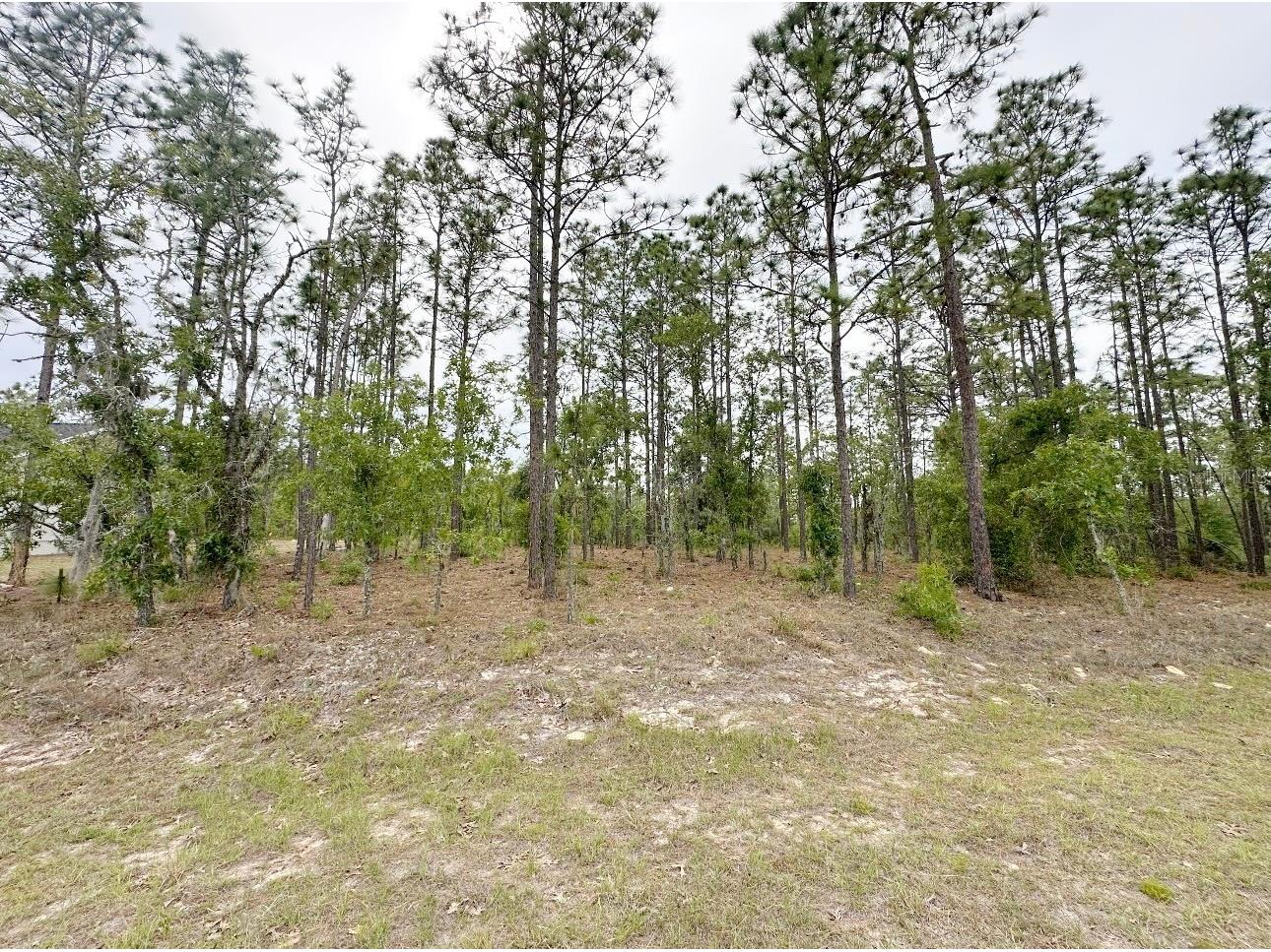 TBD NE 150th Lot 10 Avenue Williston FL 32696 GC540224 image3