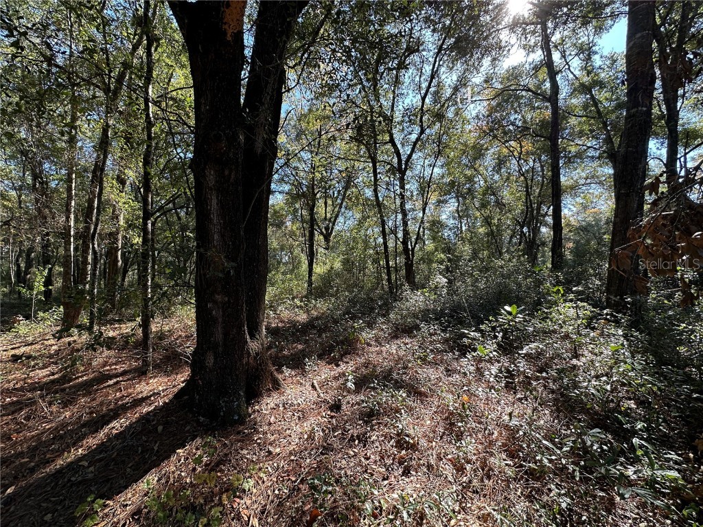 TBD NE 152nd Terrace Williston FL 32696 OM711937 image3