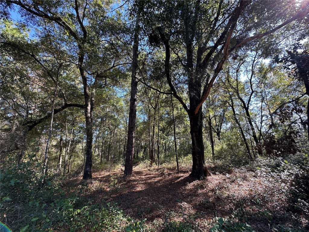 TBD NE 152nd Terrace Williston FL 32696 OM711937 image4