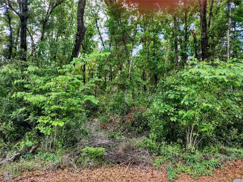 TBD NE 155th Court Williston FL 32696 OM704528 image2