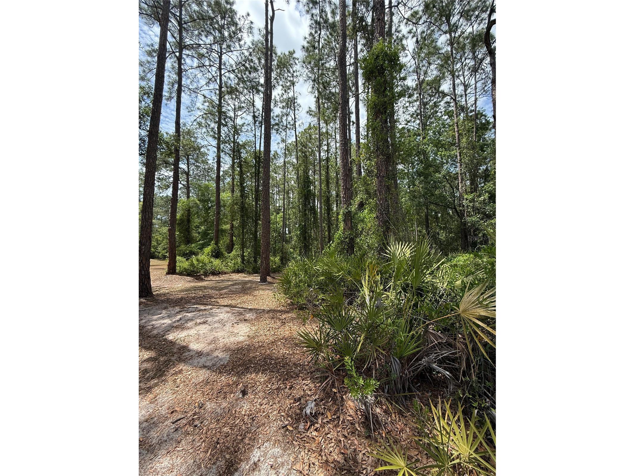 TBD NE 156th Lane Fort Mc Coy FL 32134 OM716184 image4