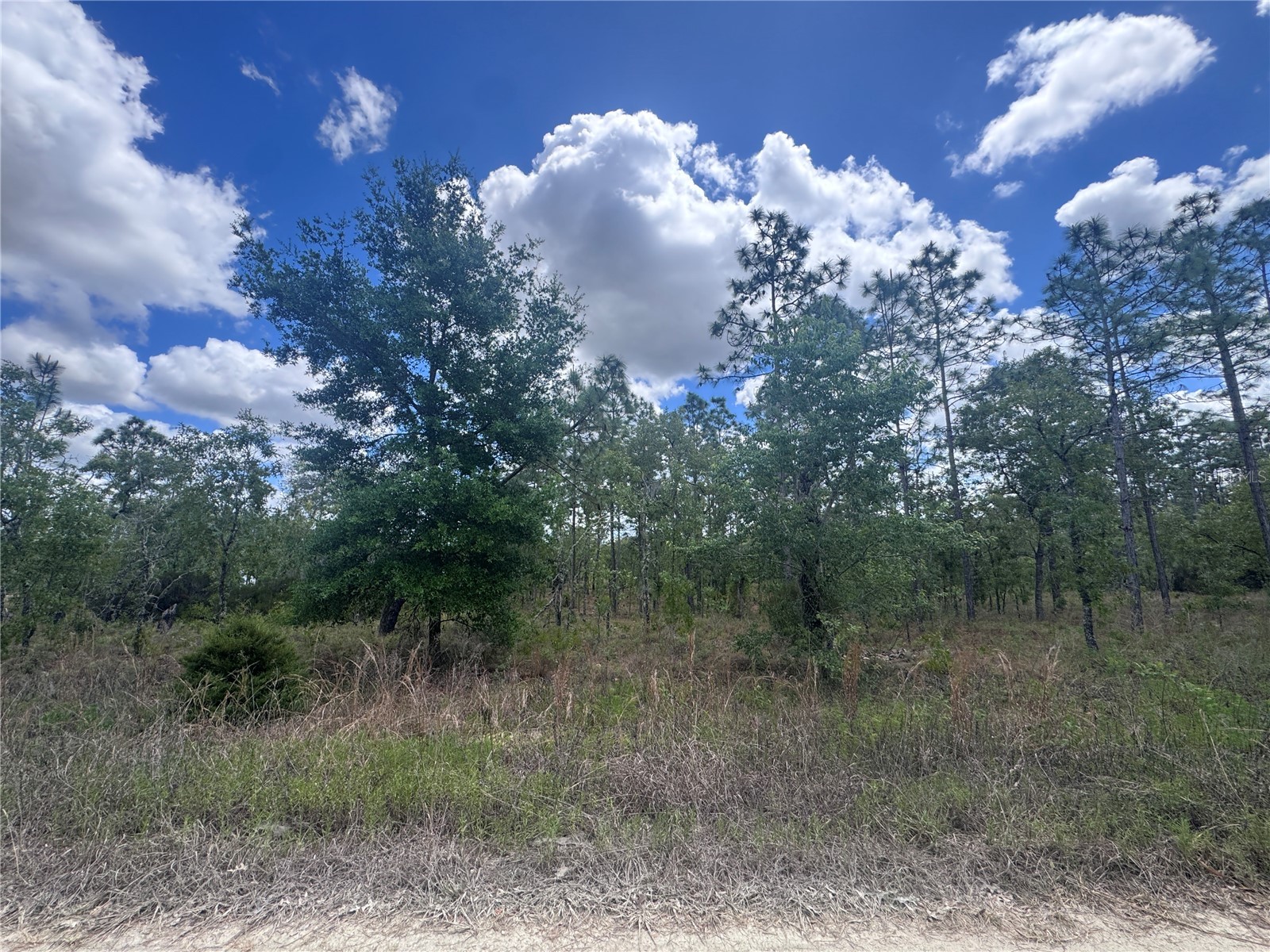 TBD NE 15oth Court Williston FL 32696 OM723599 image1