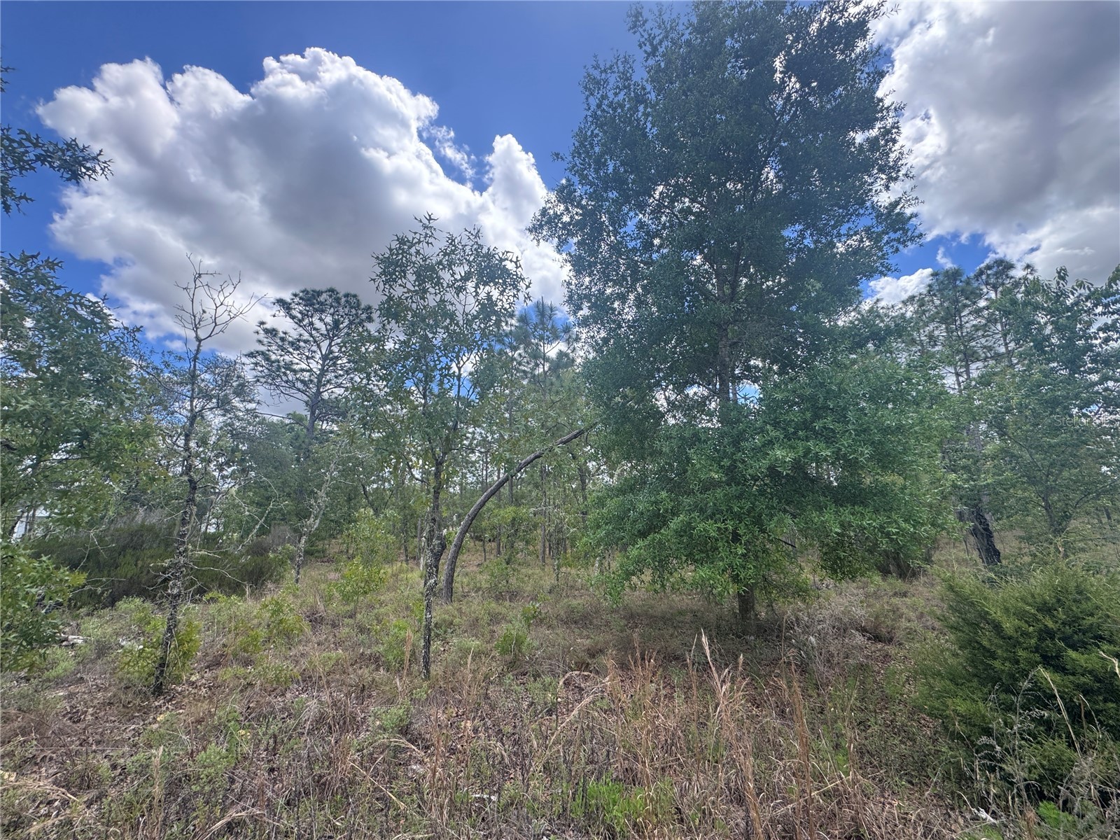 TBD NE 15oth Court Williston FL 32696 OM723599 image2