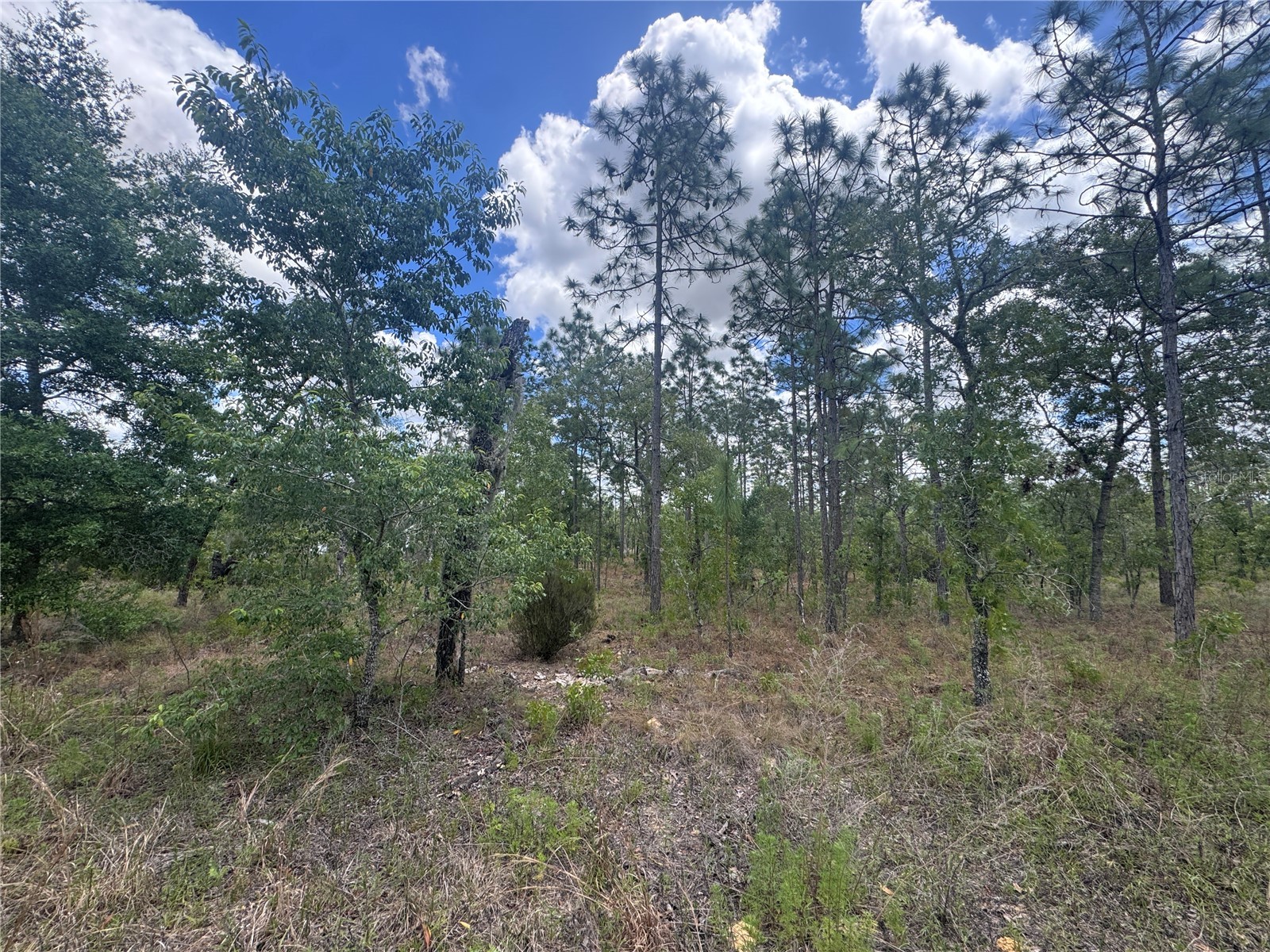 TBD NE 15oth Court Williston FL 32696 OM723599 image3