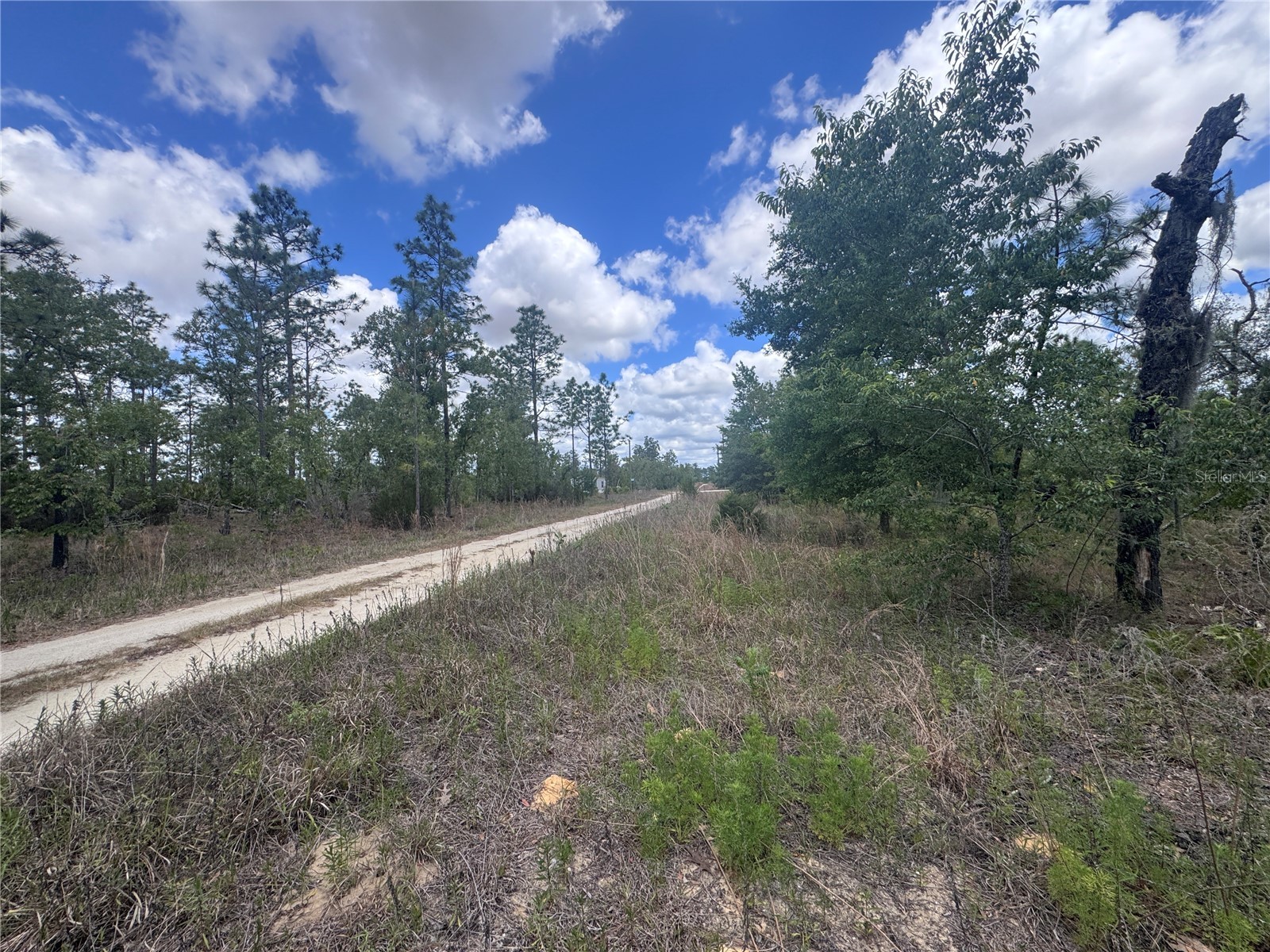 TBD NE 15oth Court Williston FL 32696 OM723599 image4