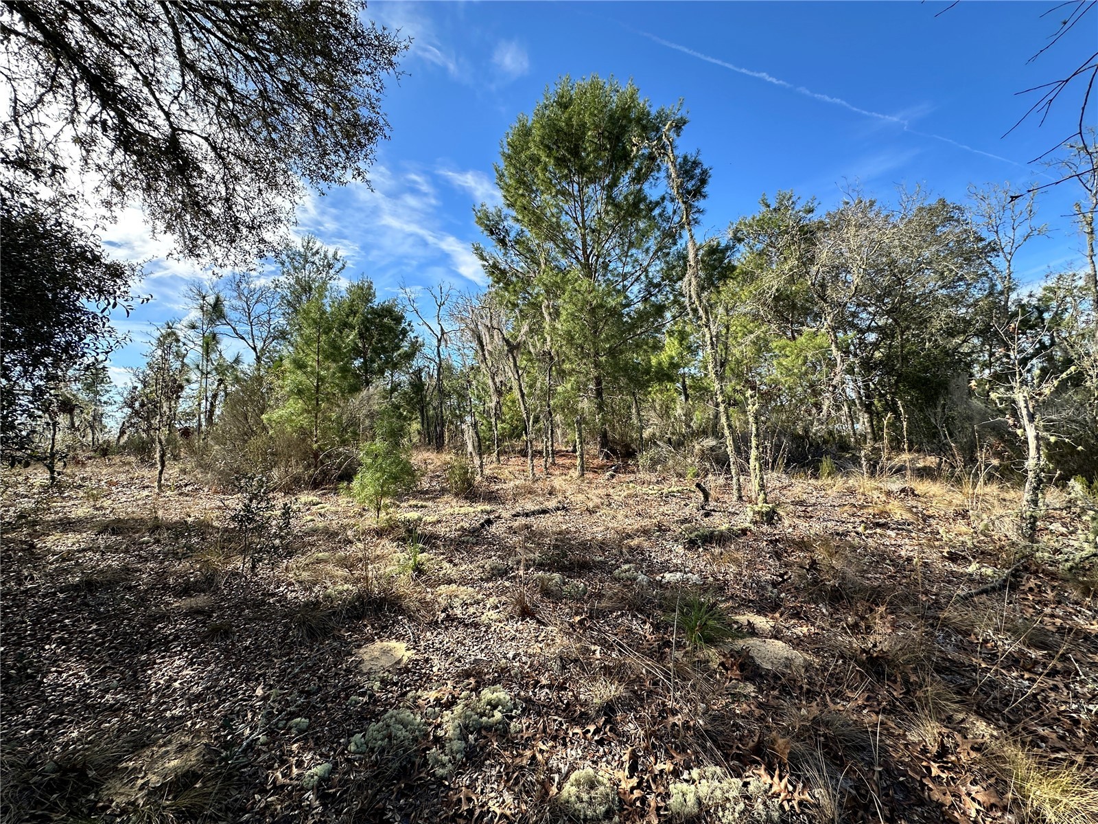 TBD NE 16th Lane Williston FL 32696 OM717199 image2