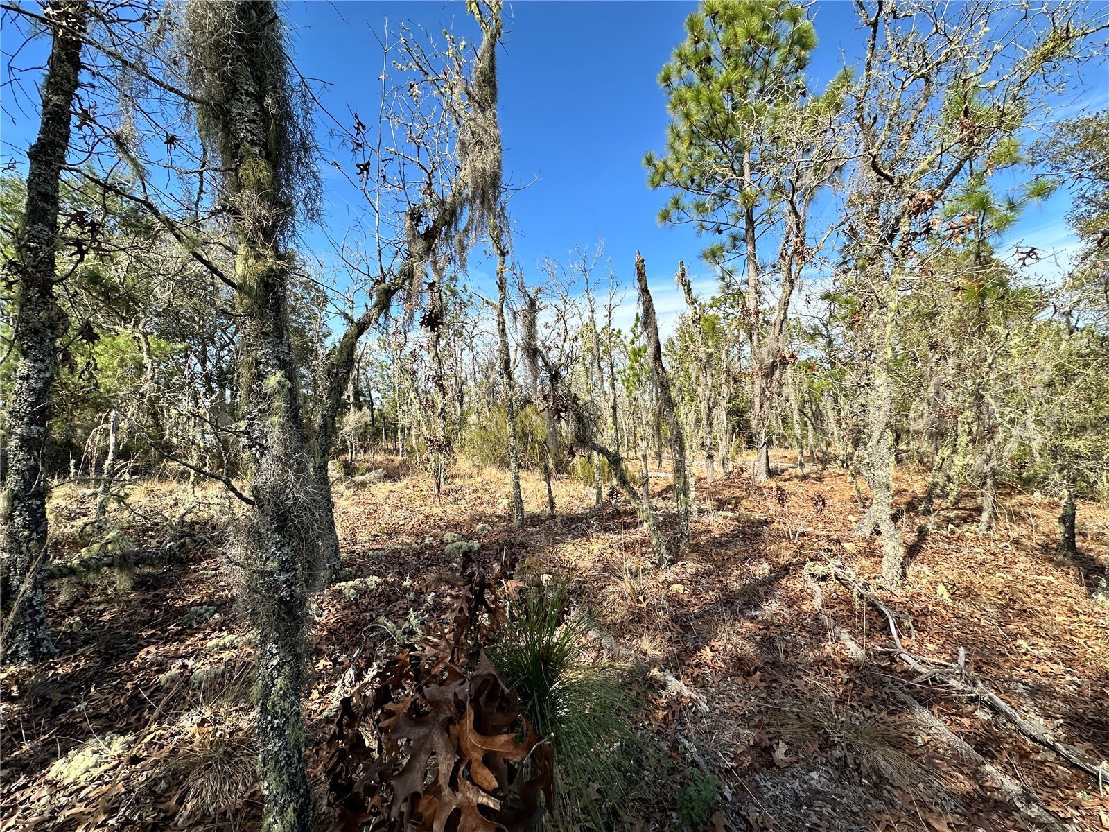 TBD NE 16th Lane Williston FL 32696 OM717199 image3