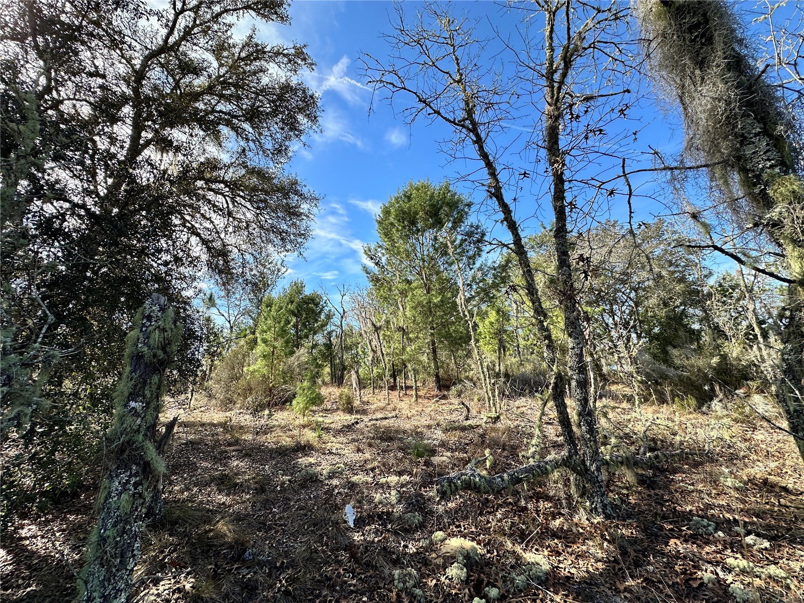 TBD NE 16th Lane Williston FL 32696 OM717199 image4