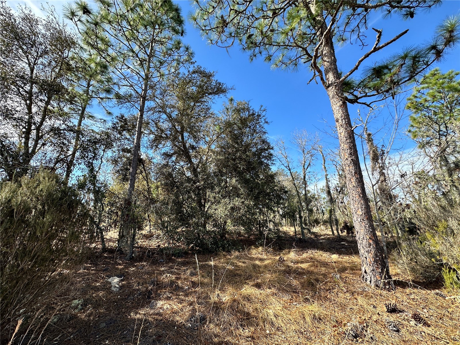 TBD NE 16th Lane Williston FL 32696 OM717199 image6