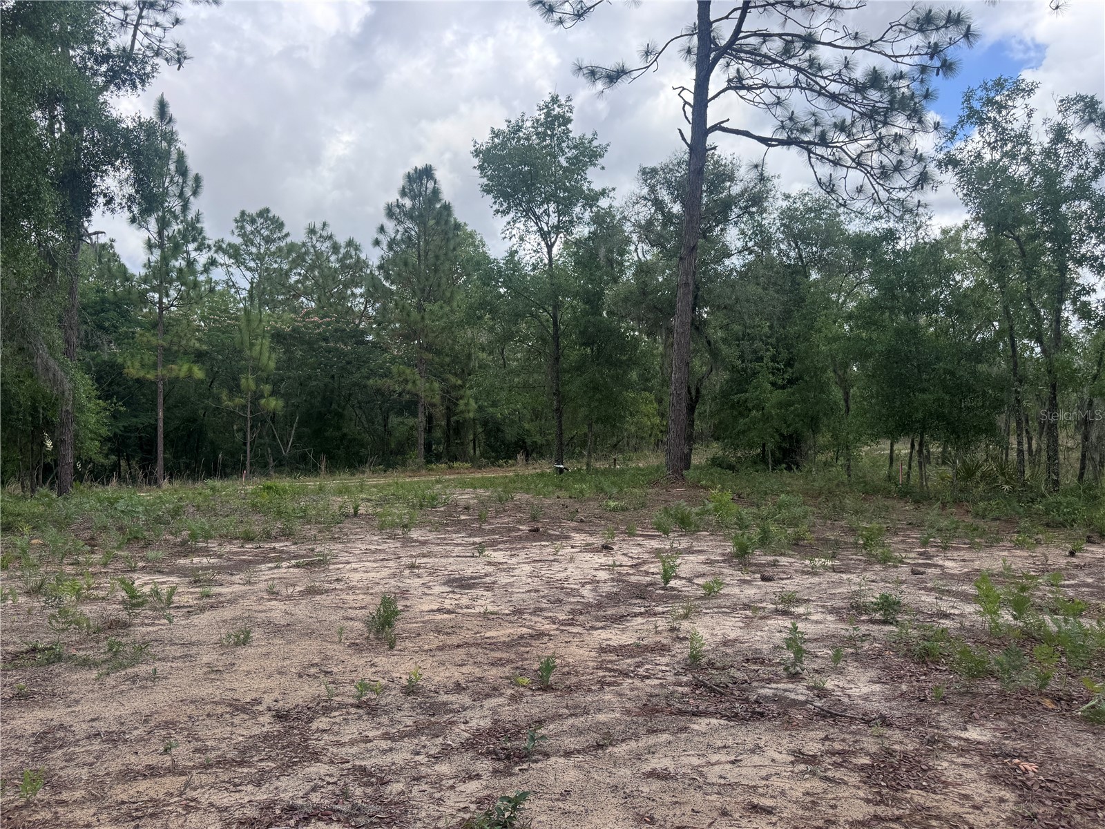 TBD NE 16th Place Williston FL 32696 OM724593 image5