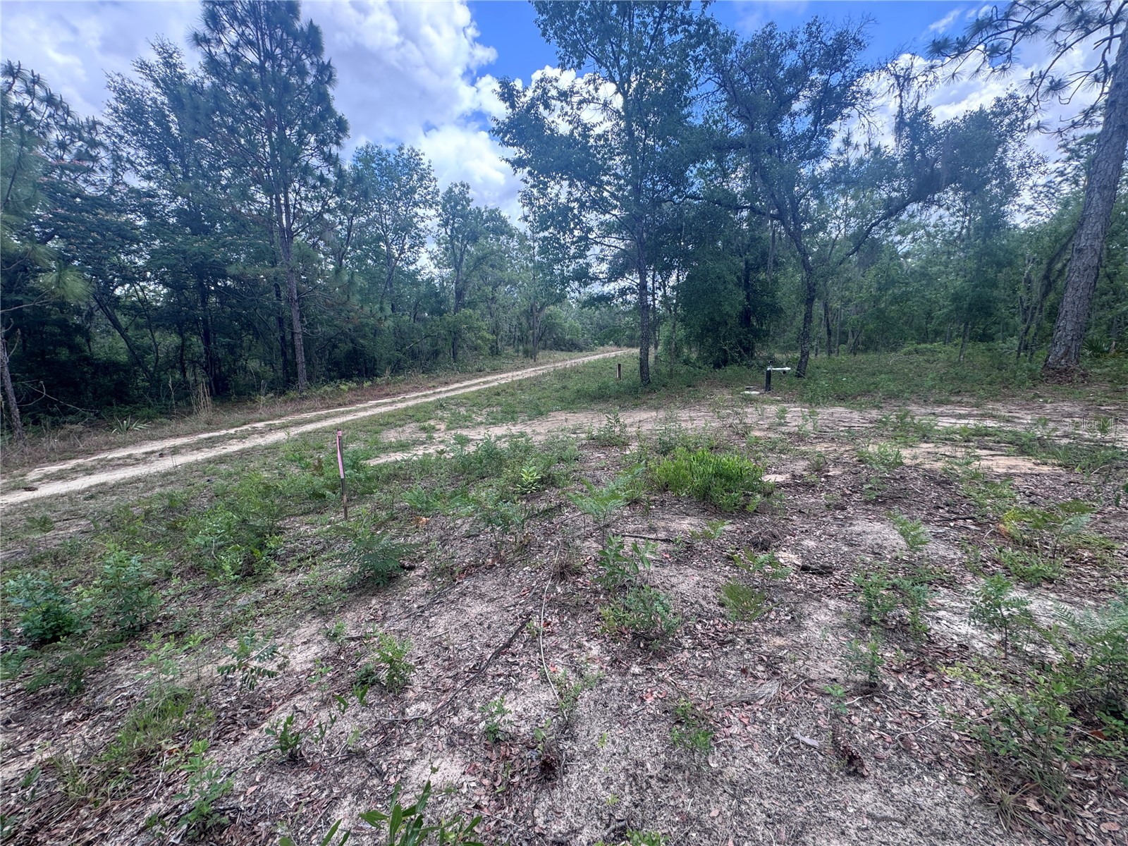 TBD NE 16th Place Williston FL 32696 OM724593 image6