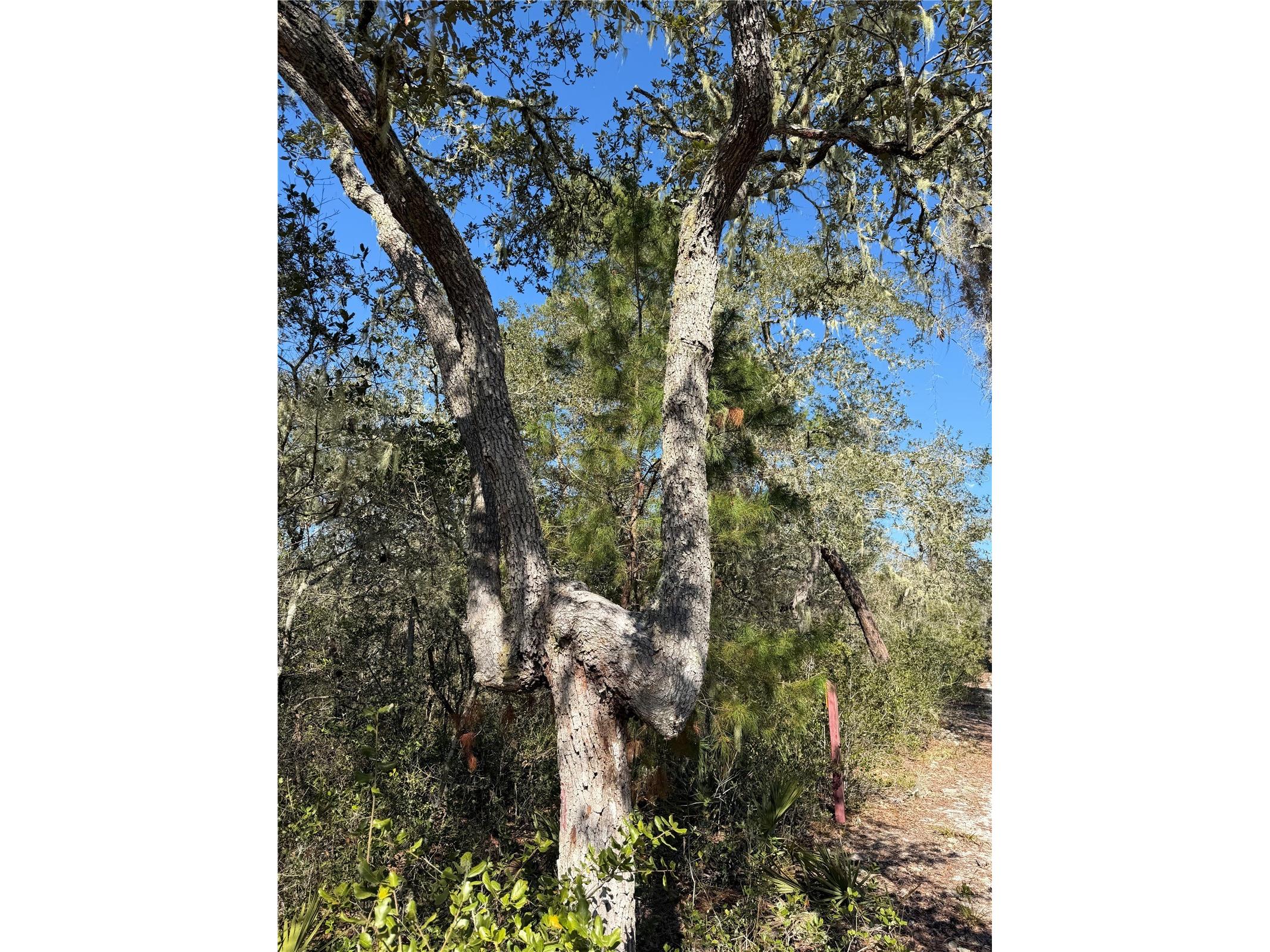 TBD NE 170th Avenue Road Fort Mc Coy FL 32134 OM718242 image4