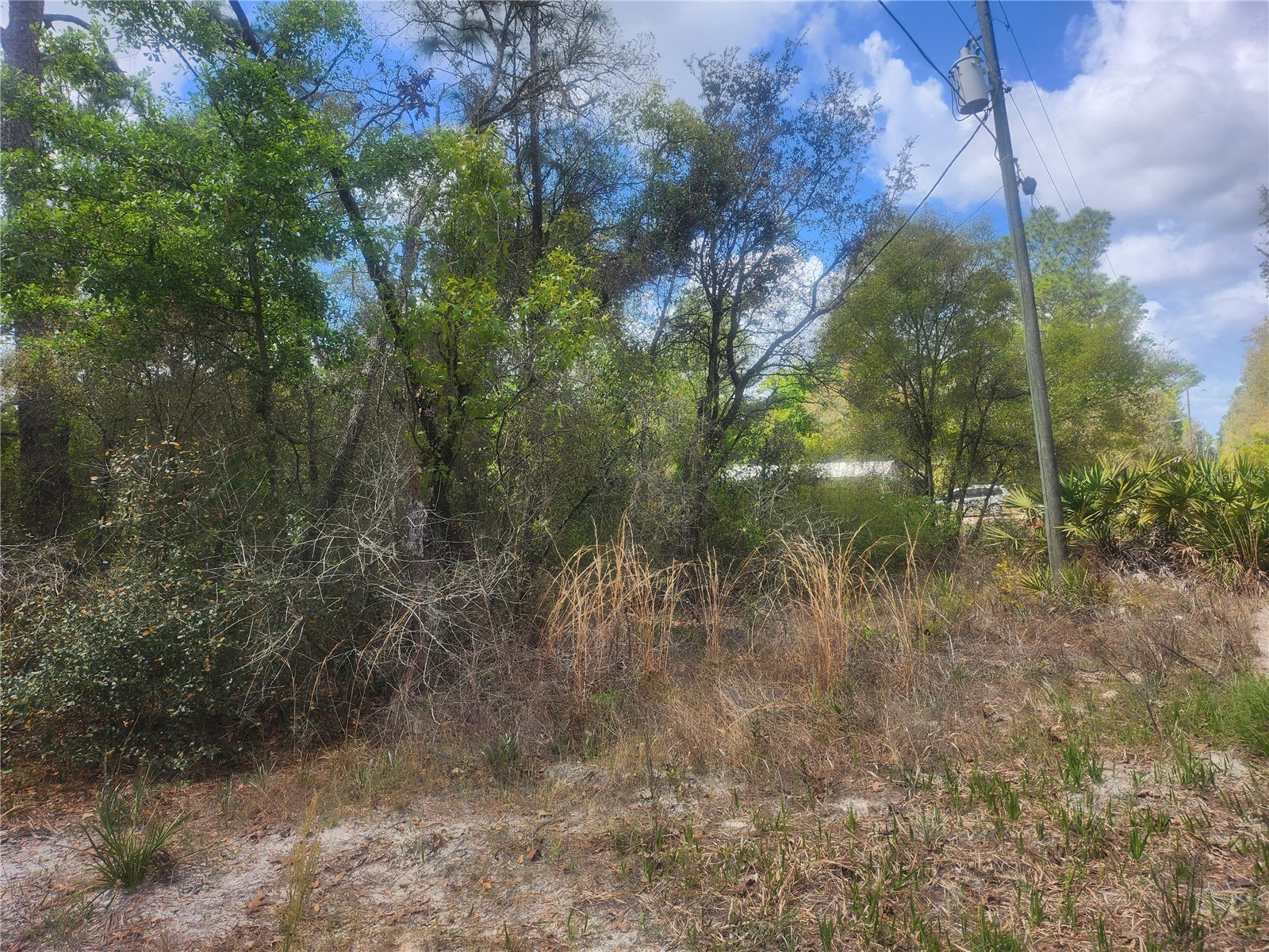 TBD NE 236 Lane Orange Springs FL 32182 OM722569 image1