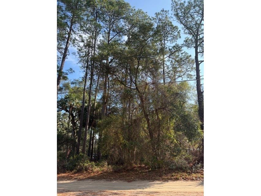 TBD NE 236 Terrace Fort Mc Coy FL 32134 OM716278 image1