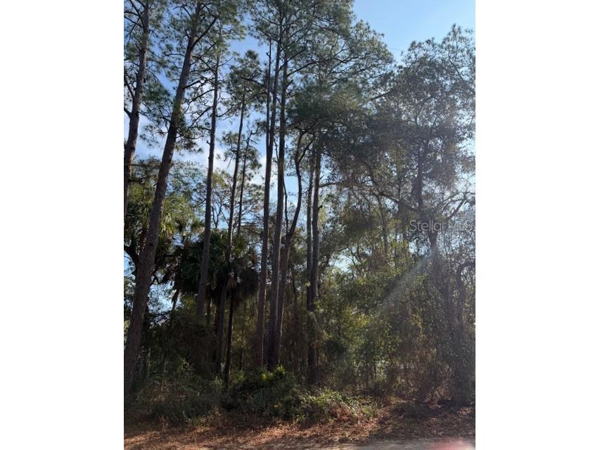 TBD NE 236 Terrace Fort Mc Coy FL 32134 OM716278 image2