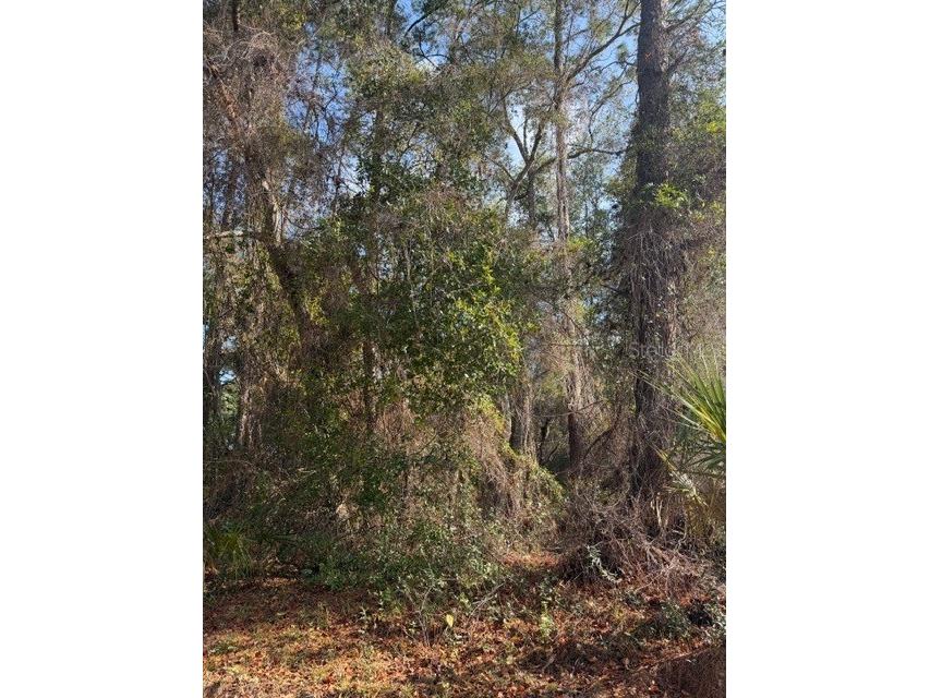 TBD NE 236 Terrace Fort Mc Coy FL 32134 OM716278 image4