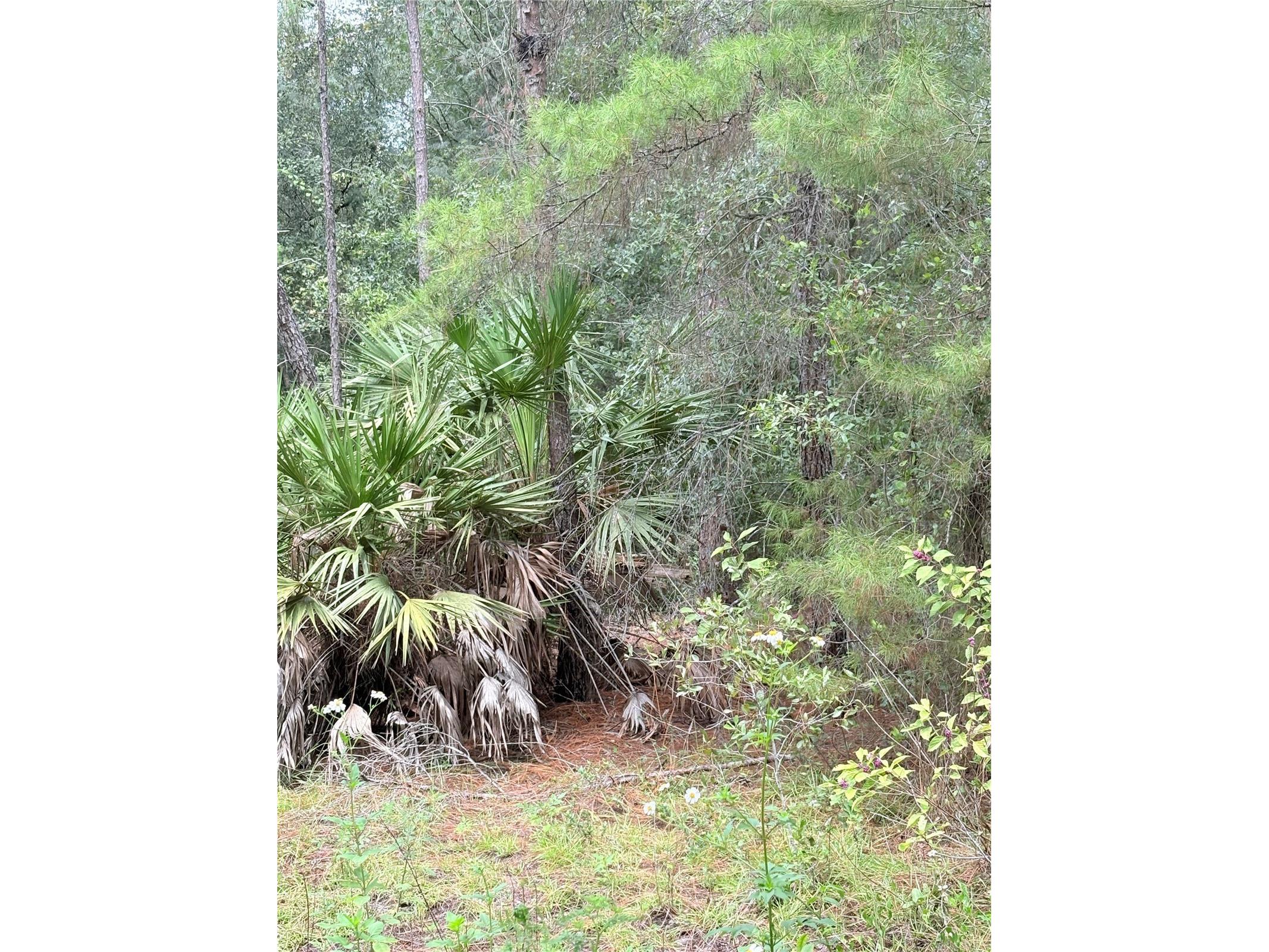 TBD NE 237th Place Fort Mc Coy FL 32134 OM722868 image1