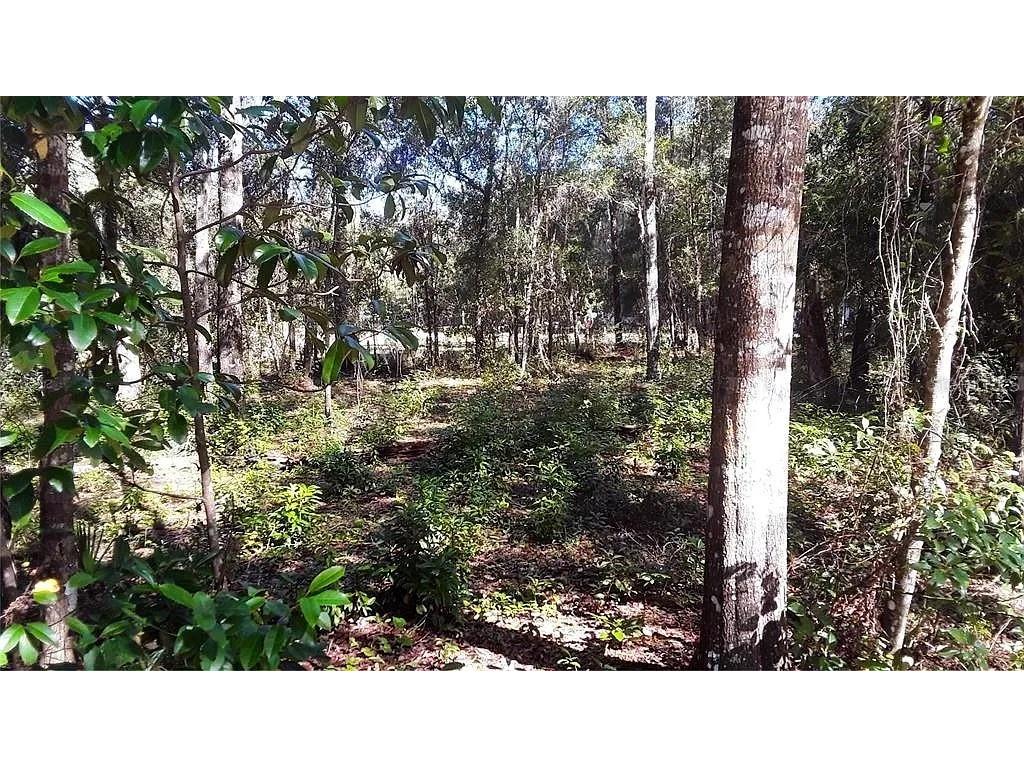 TBD NE 239th Place Fort Mc Coy FL 32134 A4673817 image2