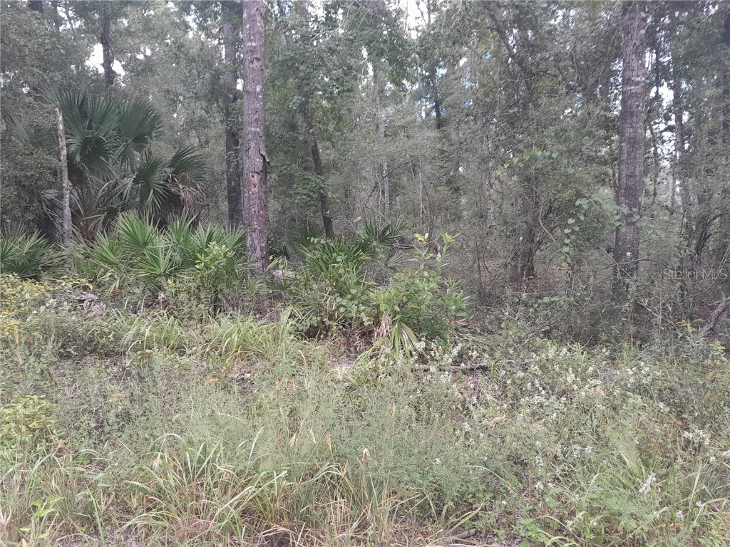 TBD NE 292nd Avenue Old Town FL 32680 OM709572 image4