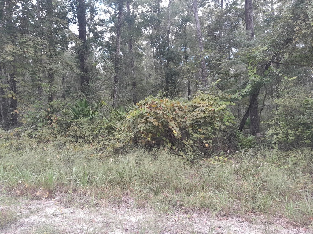 TBD NE 292nd Avenue Old Town FL 32680 OM709572 image5