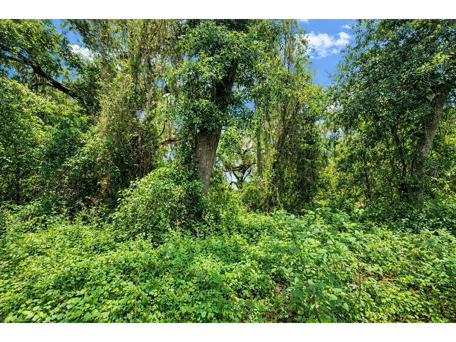 TBD NE 52nd Court Anthony FL 32617 OM722374 image4