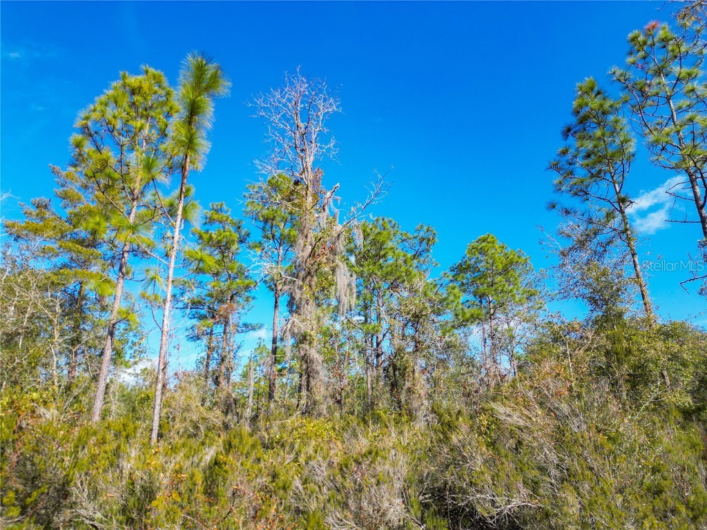 TBD NE 58th St Bronson FL 32621 OM693710 image4