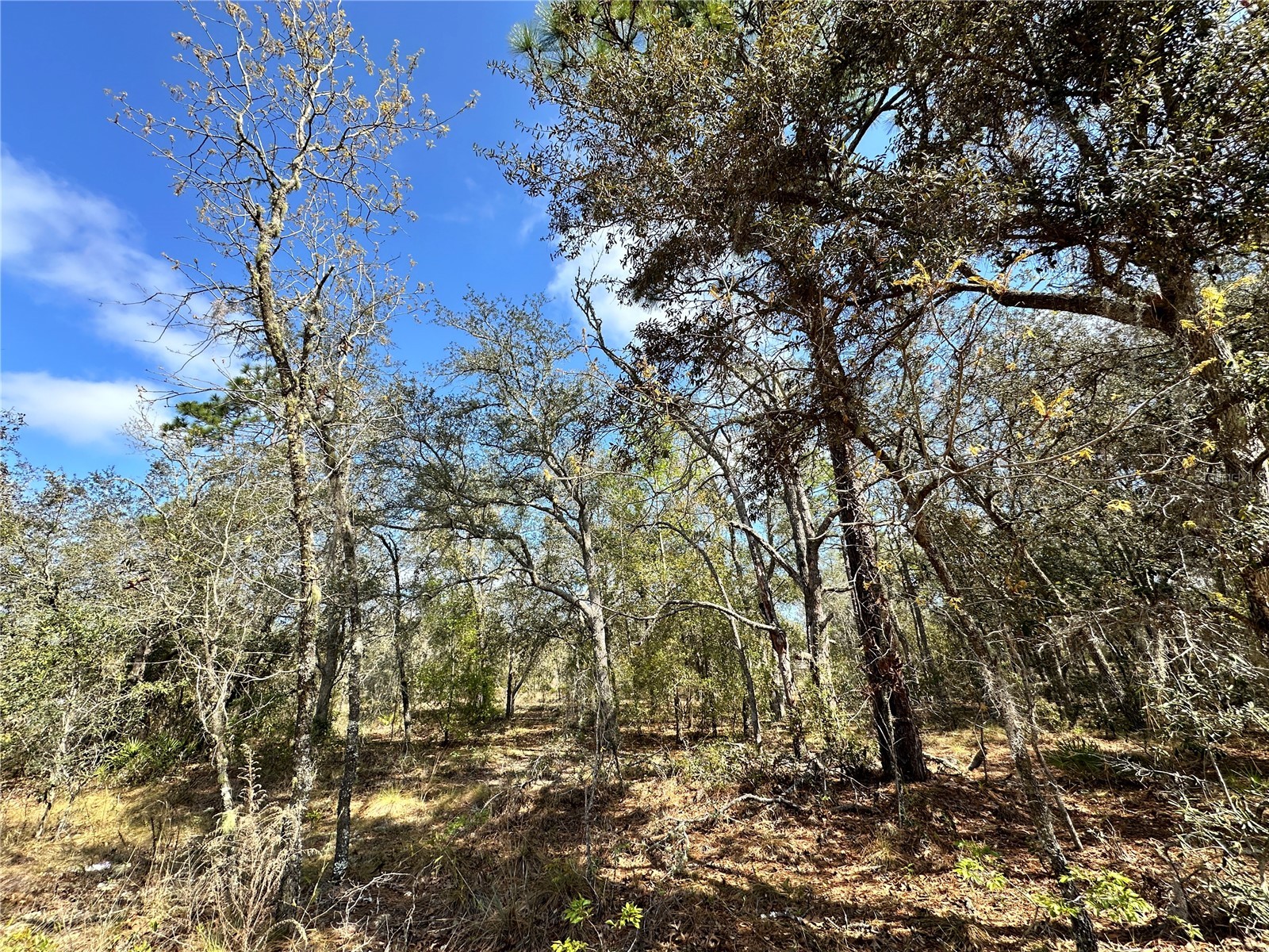 TBD NE 68th Place Bronson FL 32621 OM714955 image1