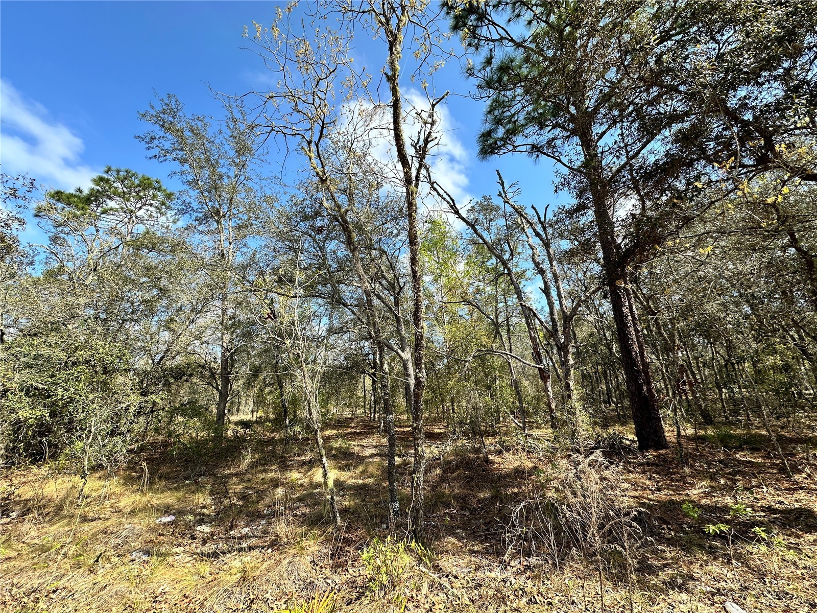 TBD NE 68th Place Bronson FL 32621 OM714955 image4