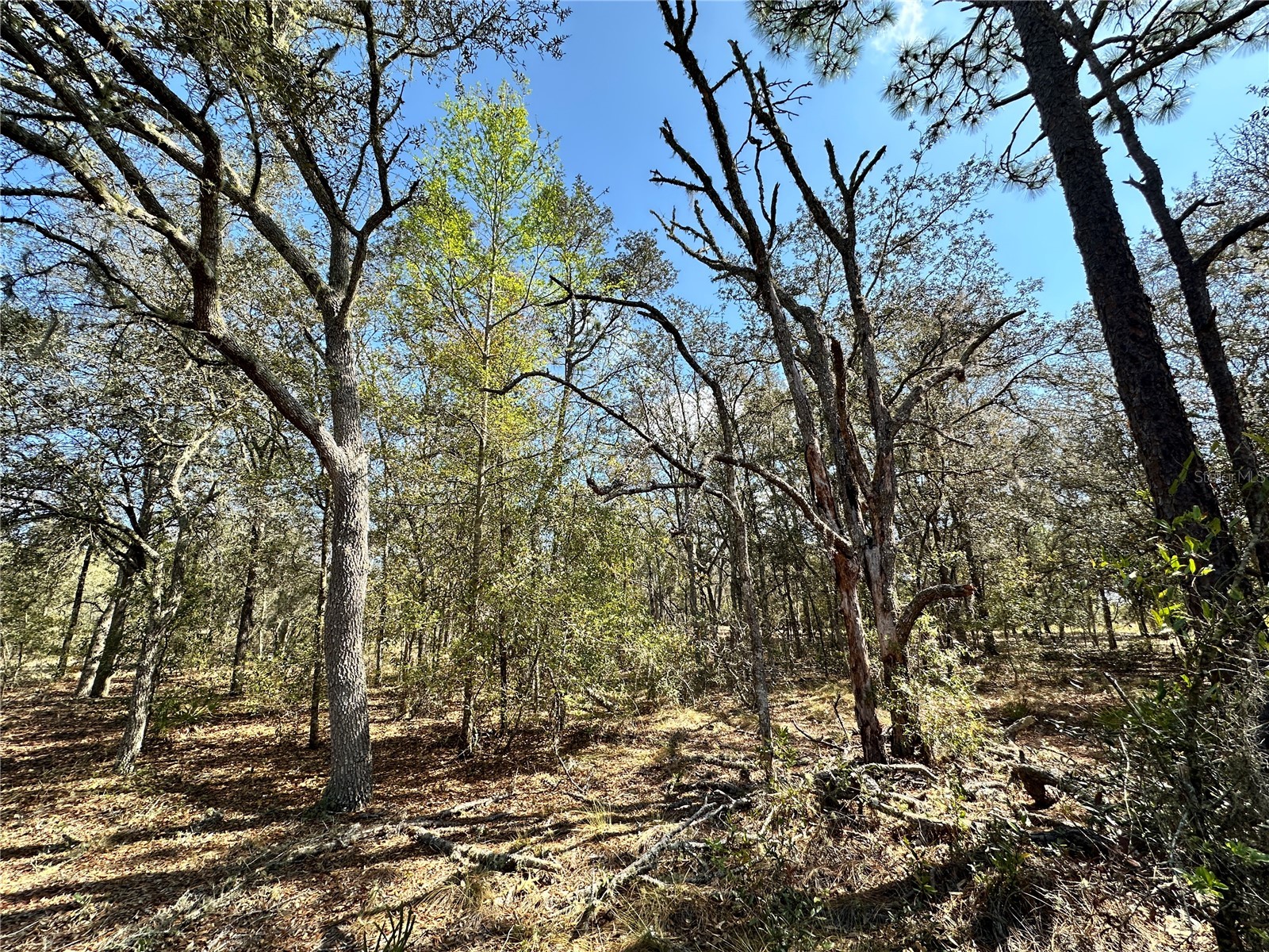 TBD NE 68th Place Bronson FL 32621 OM714955 image5