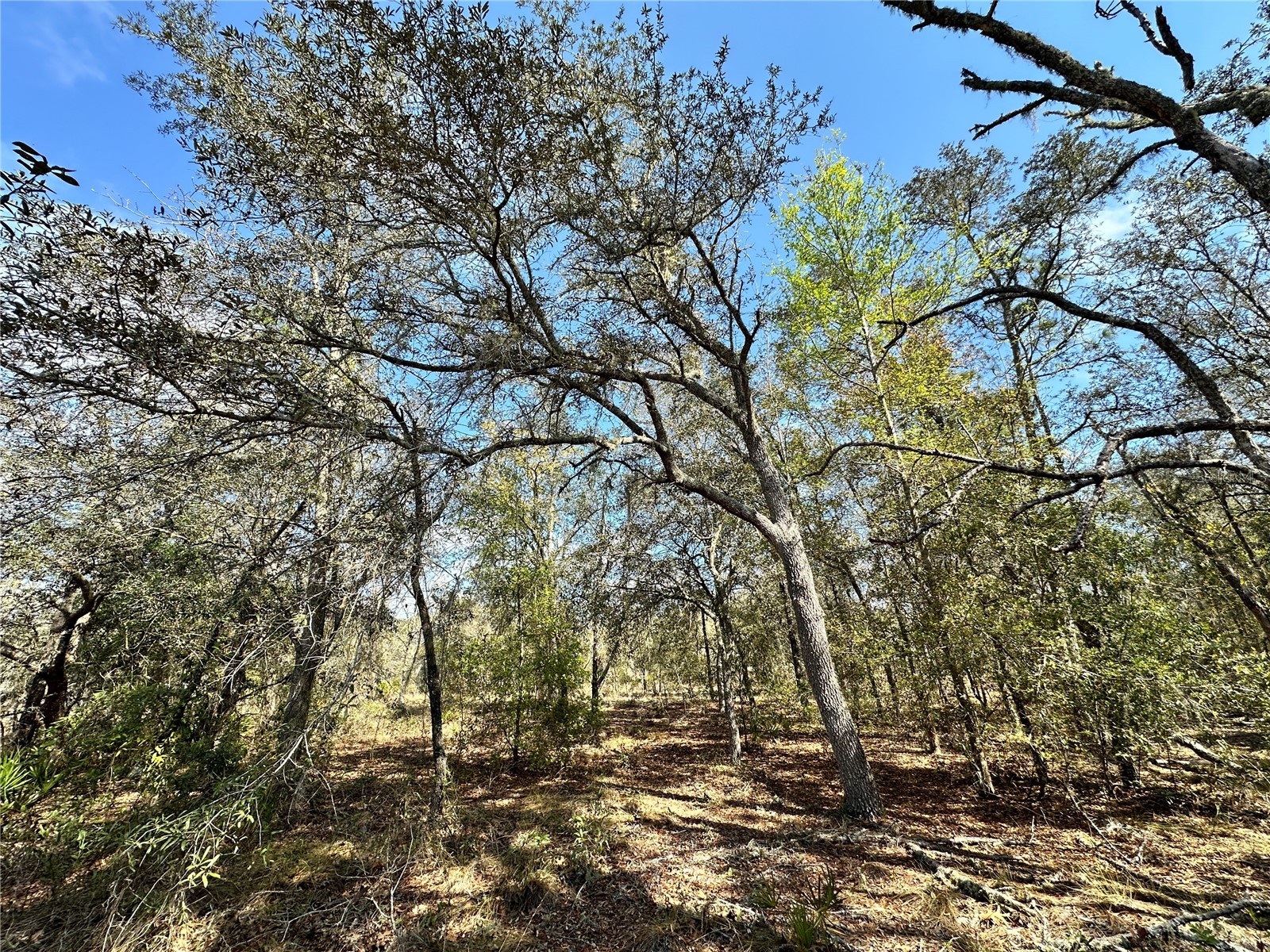 TBD NE 68th Place Bronson FL 32621 OM714955 image6