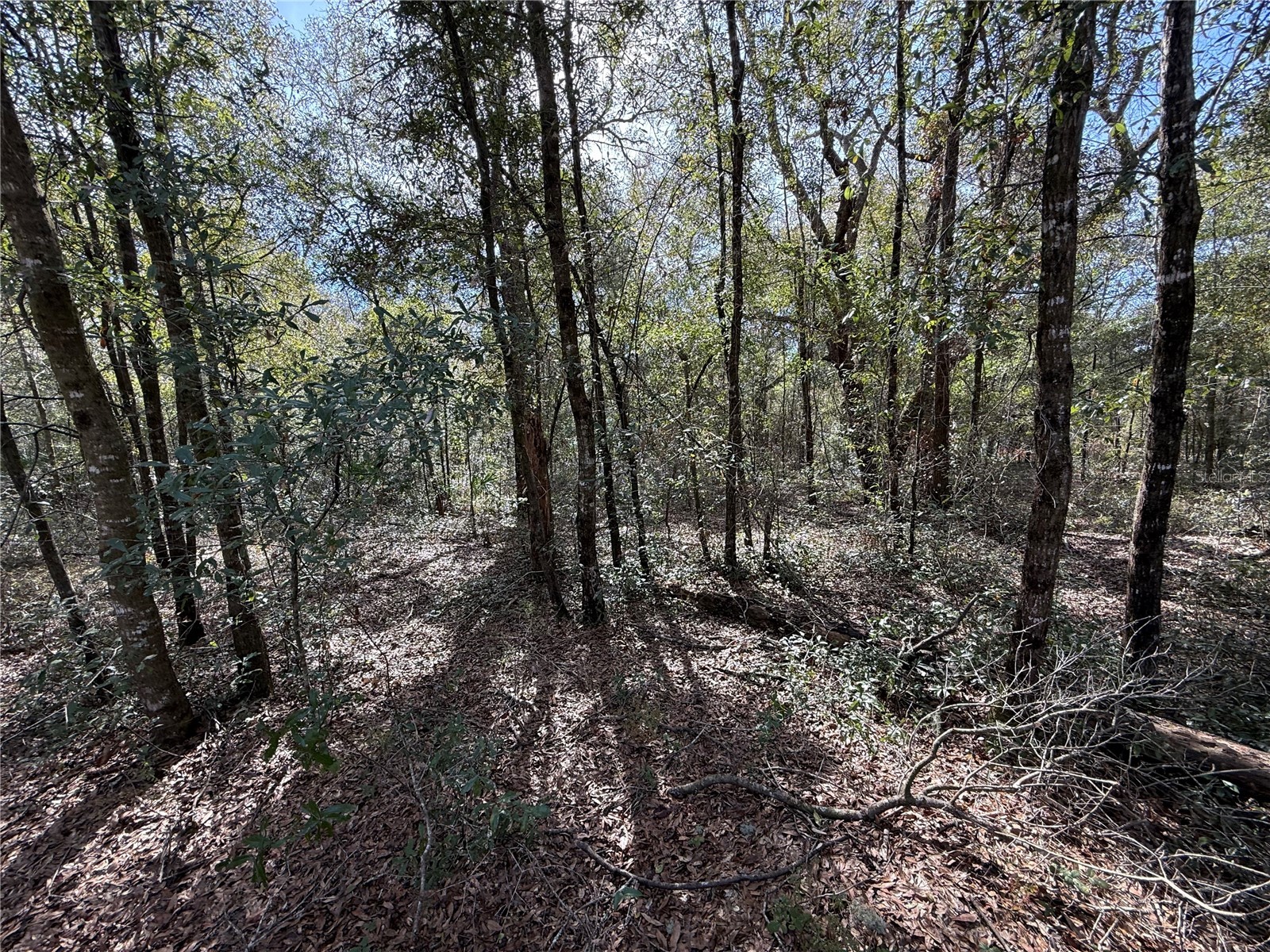 TBD NE 80th Street Bronson FL 32621 OM717342 image1