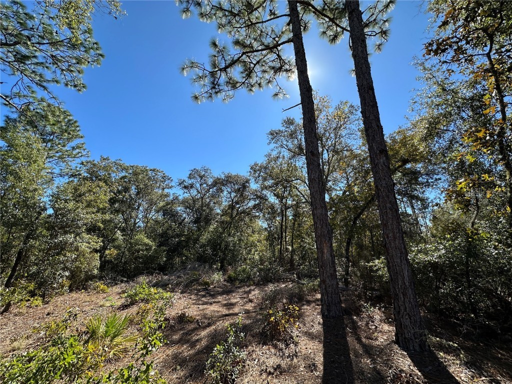 TBD NE 86th Street Bronson FL 32621 OM708070 image10